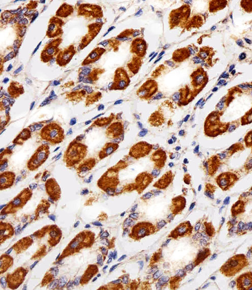 IHC-P - CYC1 Antibody (Center) AP20574c
